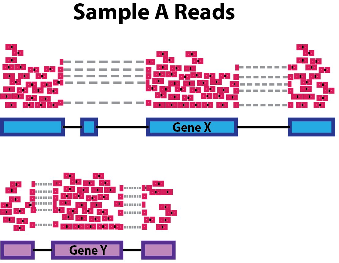 Longer genes accumulated more reads. Image from github.com/hbctraining